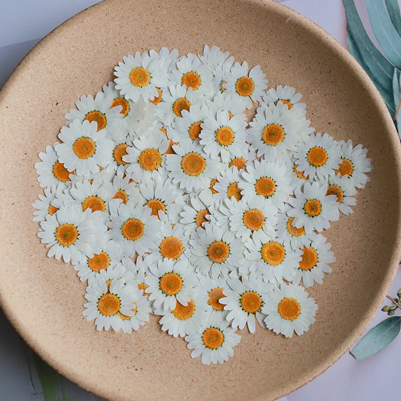 Dried Flower Bookmark - 60X Preslenmiş Kurutulmuş Doğal Beyaz Krizantem