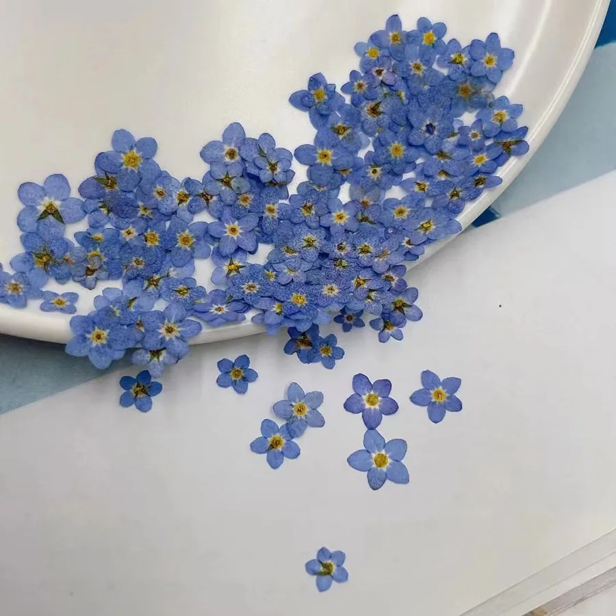 Dried Flower Bookmark - Doğal Preslenmiş Kurutulmuş Mavi Unutma Beni