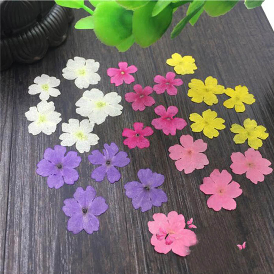 Dried Flower Bookmark - 60 adet 1-2cm preslenmiş kurutulmuş boyalı