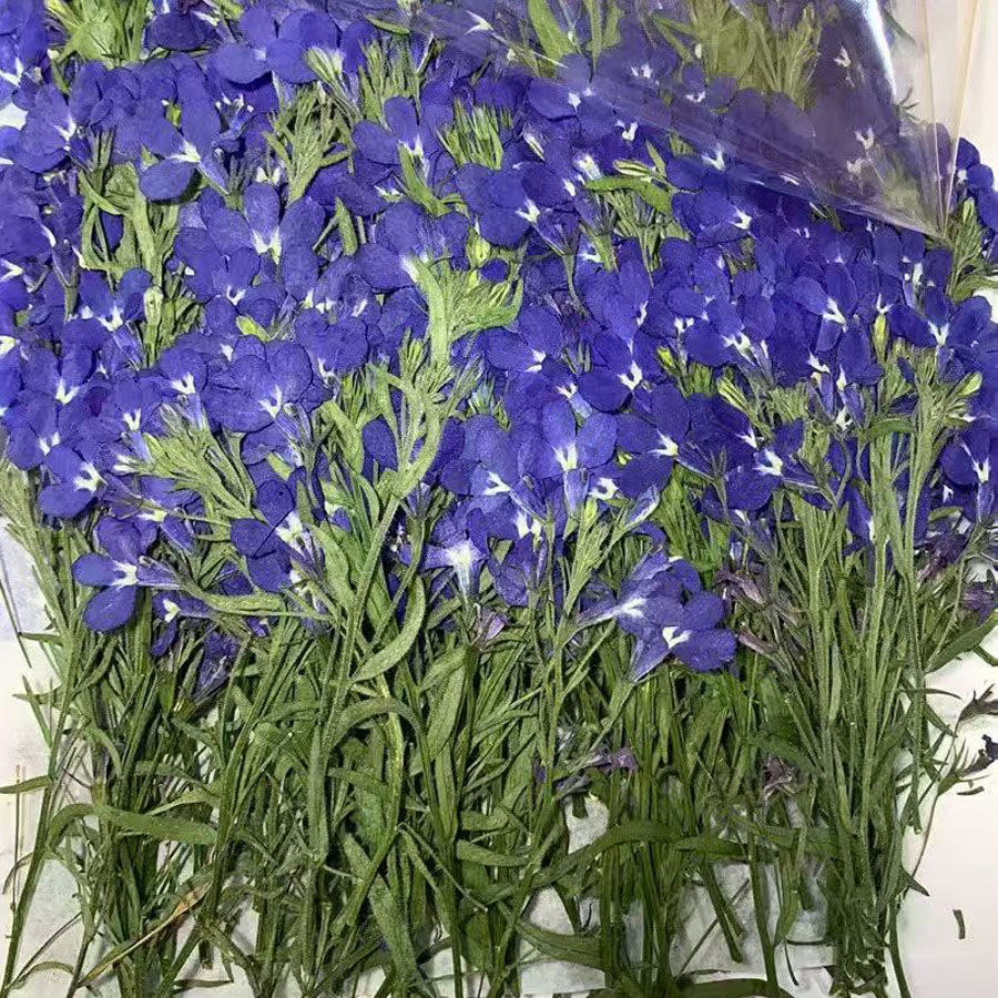 Dried Flower Bookmark - 60X Preslenmiş Kurutulmuş Mavi Lobelia Erinus