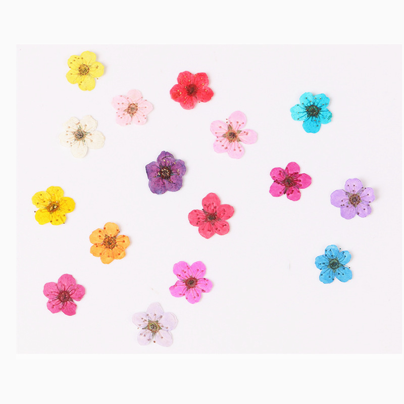 Dried Flower Bookmark - 60 adet Mini preslenmiş kurutulmuş nergis