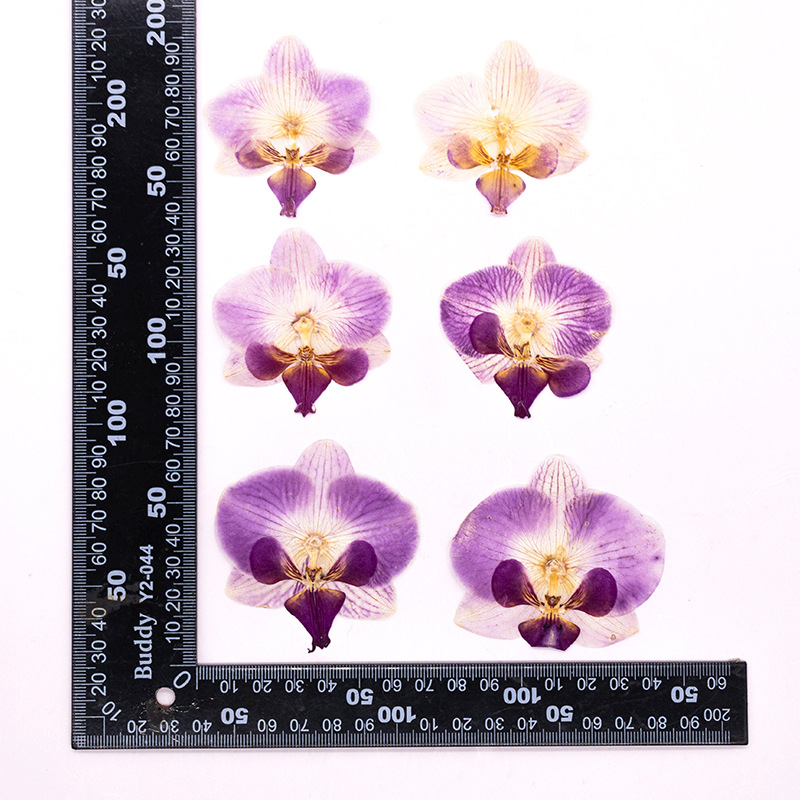 Dried Flower Bookmark - 4 adet preslenmiş kurutulmuş Phalaenopsis orkide