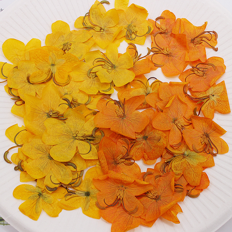 Dried Flower Bookmark - 60 adet Kurutulmuş Preslenmiş Sarı/Turuncu Cassia