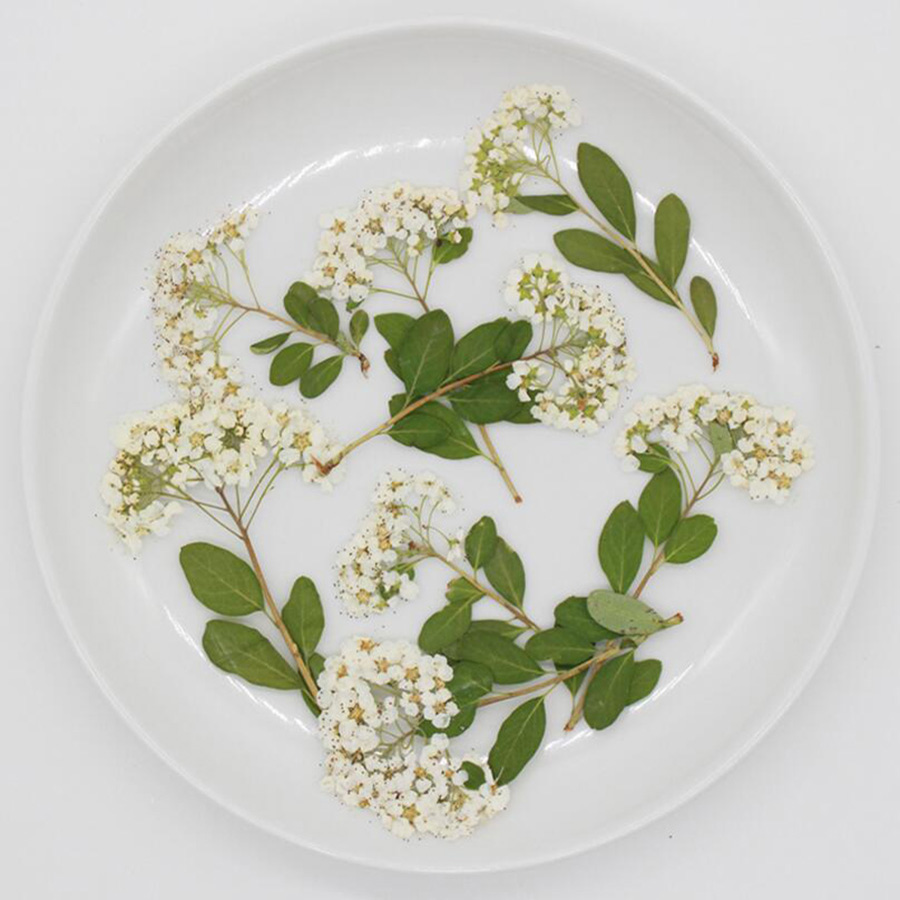 Dried Flower Bookmark - 60X Kurutulmuş Preslenmiş Doğal Beyaz Spiraea