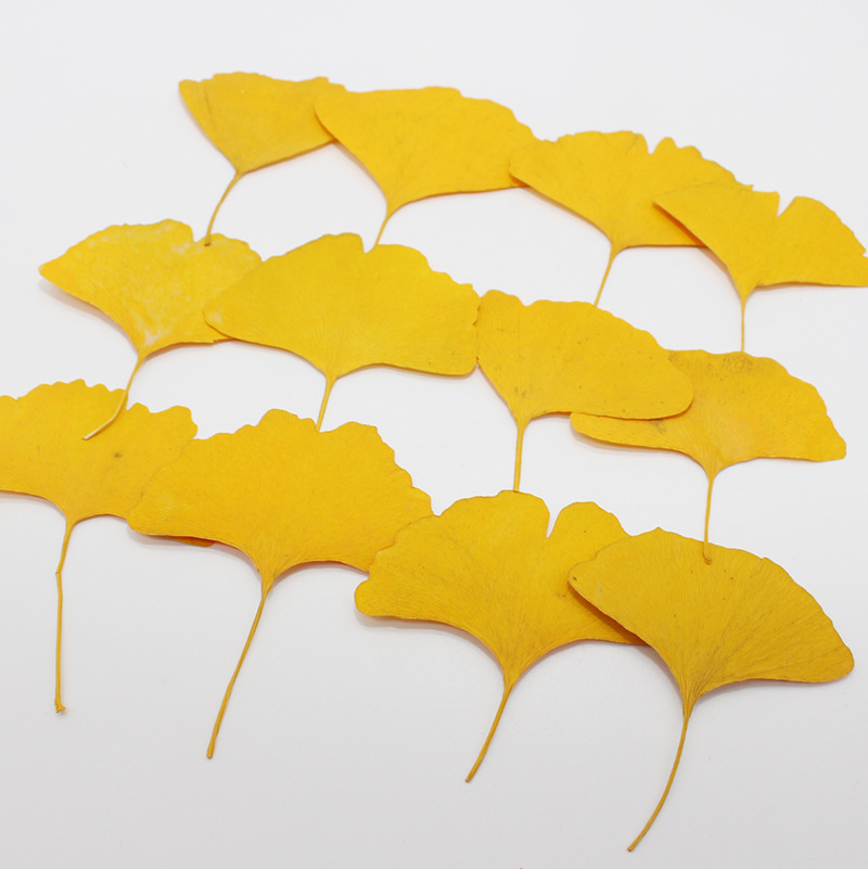 Dried Flower Bookmark - 60 adet preslenmiş kurutulmuş sarı/yeşil Ginkgo