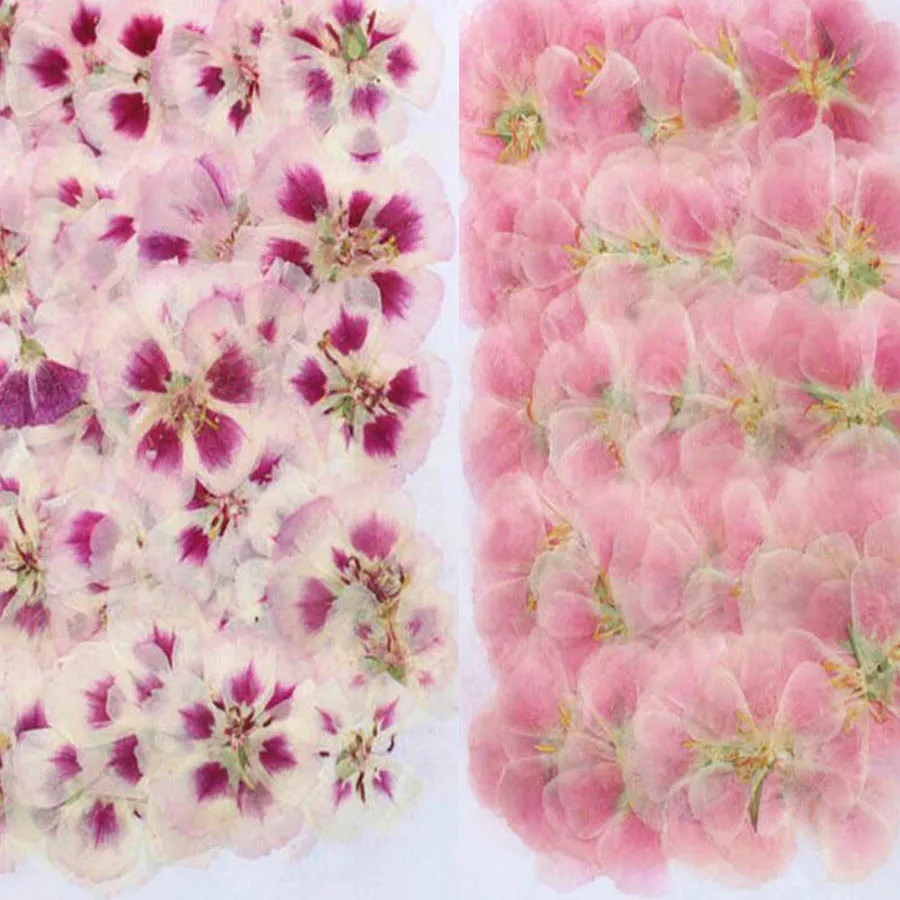 60 adet 4-7cm preslenmiş kurut - Dried Flower Bookmark incelemesi ve fiyatı