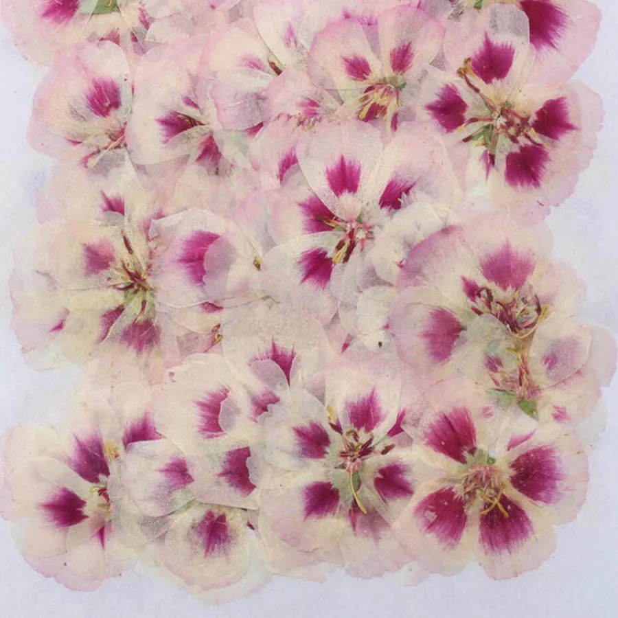 60 adet 4-7cm preslenmiş kurut - Dried Flower Bookmark incelemesi ve fiyatı