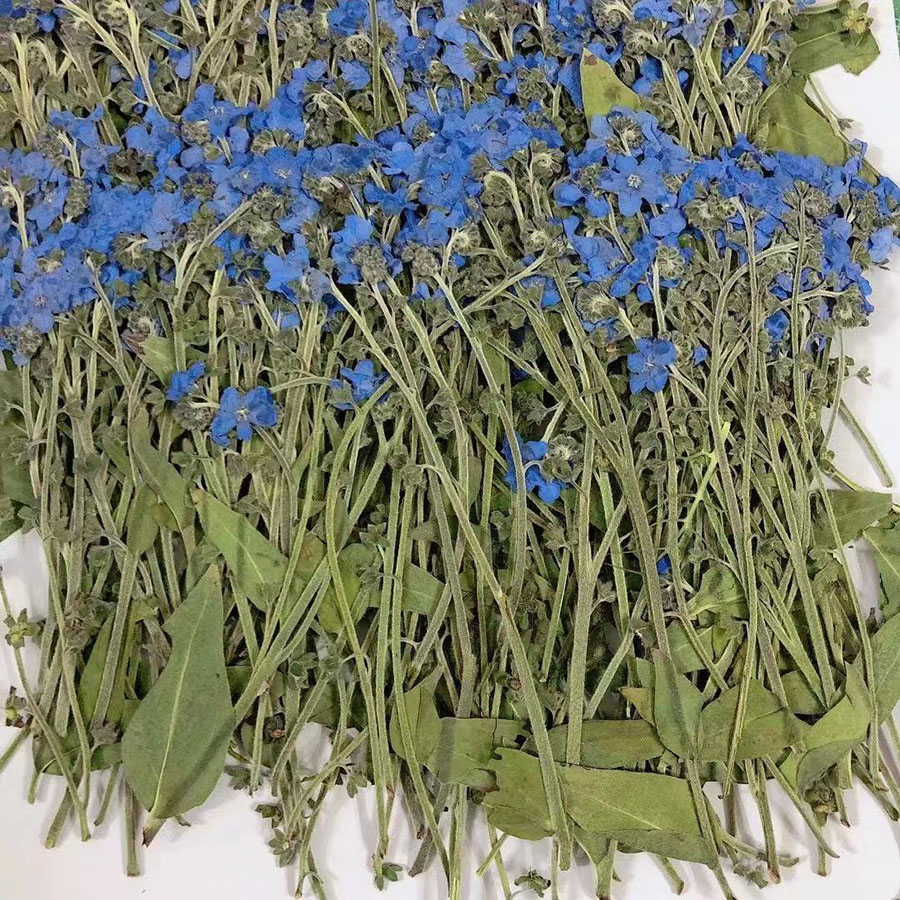 Doğal Preslenmiş Kurutulmuş Ma - Dried Flower Bookmark incelemesi ve fiyatı