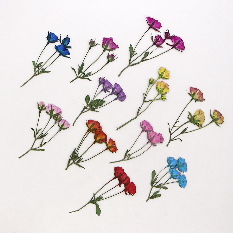 36X preslenmiş kurutulmuş çok  - Dried Flower Bookmark incelemesi ve fiyatı