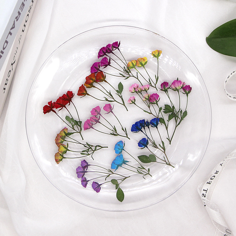 36X preslenmiş kurutulmuş çok  - Dried Flower Bookmark incelemesi ve fiyatı
