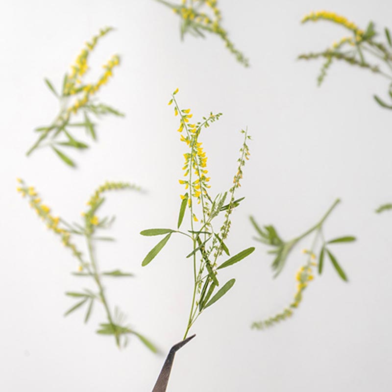 60 adet preslenmiş kurutulmuş  - Dried Flower Bookmark incelemesi ve fiyatı