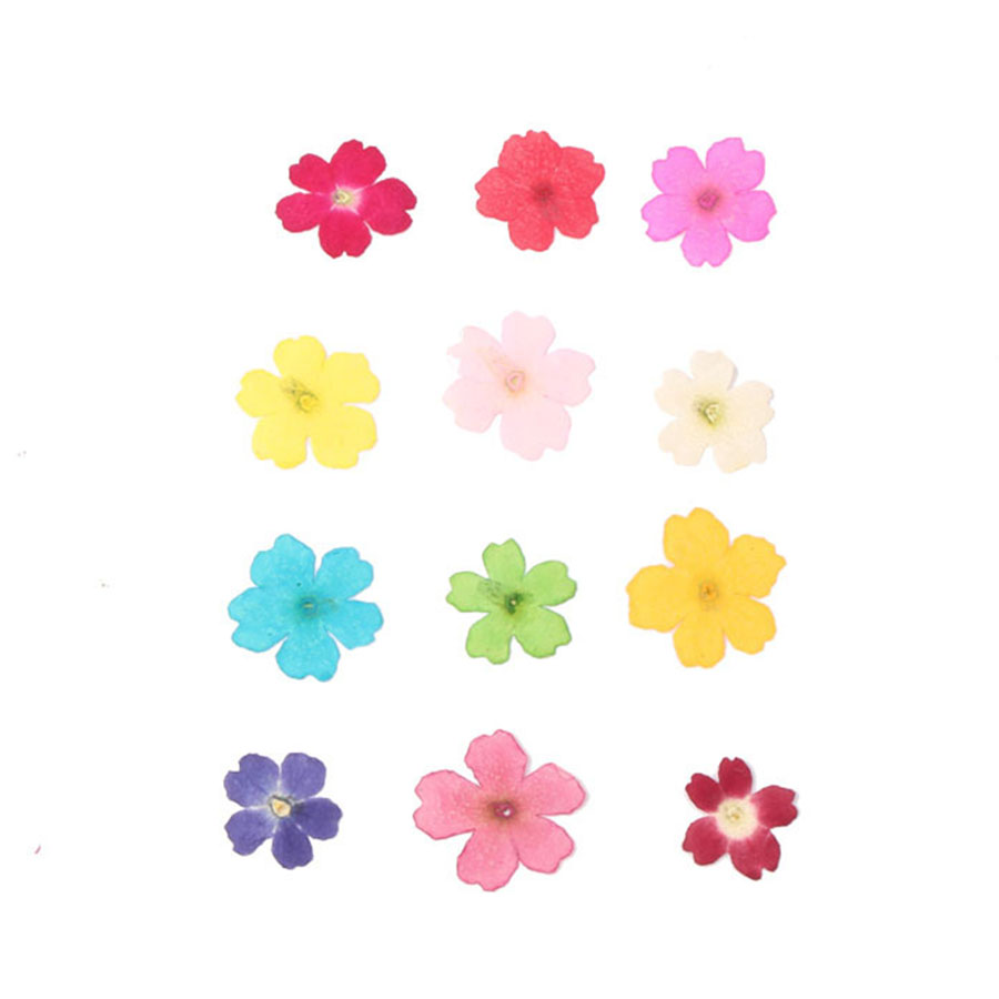 60 adet 1-2cm preslenmiş kurut - Dried Flower Bookmark incelemesi ve fiyatı