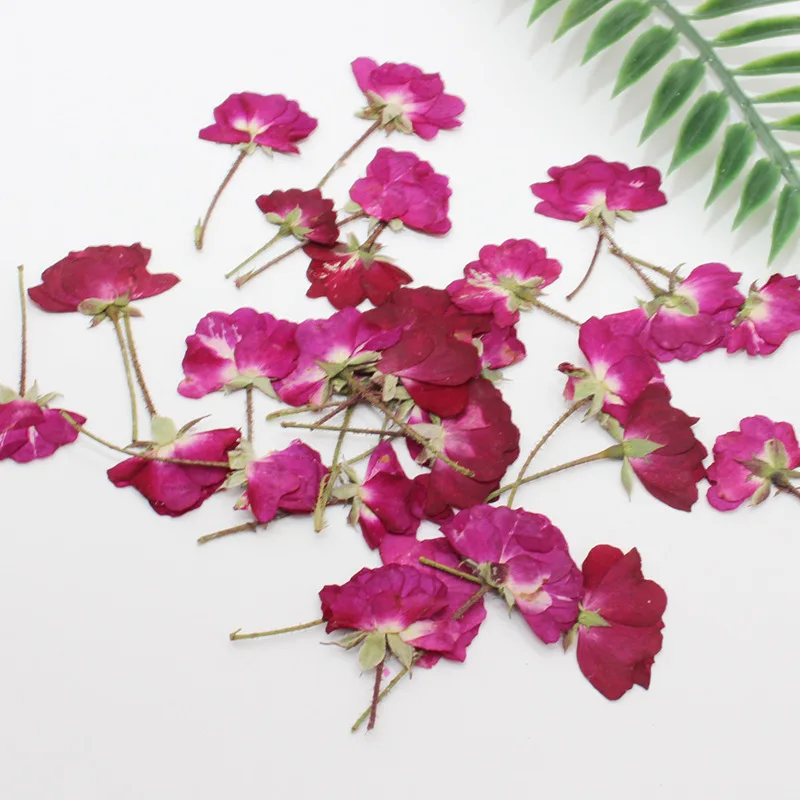 60 adet kuru yan preslenmiş kı - Dried Flower Bookmark incelemesi ve fiyatı