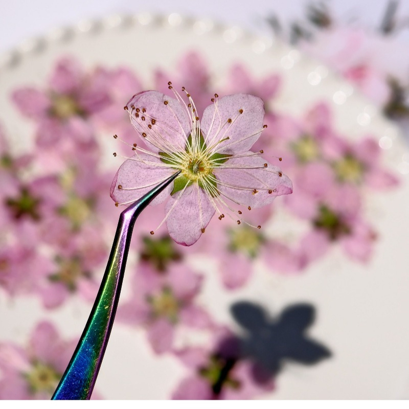 3-4cm./6 adet, Pembe Şeftali Ç - Dried Flower Bookmark incelemesi ve fiyatı
