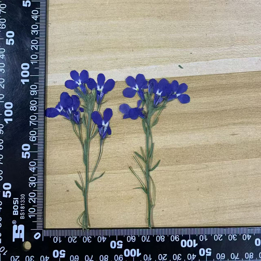 60X Preslenmiş Kurutulmuş Mavi - Dried Flower Bookmark incelemesi ve fiyatı