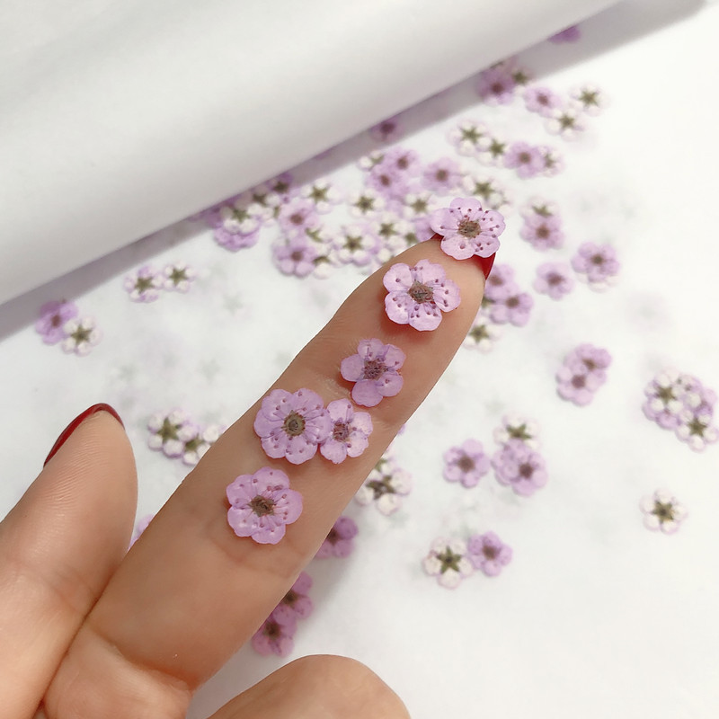 60 adet Mini preslenmiş kurutu - Dried Flower Bookmark incelemesi ve fiyatı