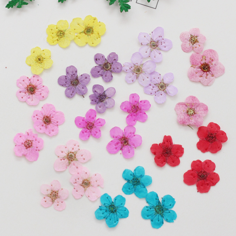 60 adet Mini preslenmiş kurutu - Dried Flower Bookmark incelemesi ve fiyatı
