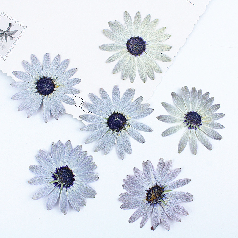 12 adet/4-6 cm, Premium Gri-Be - Dried Flower Bookmark incelemesi ve fiyatı