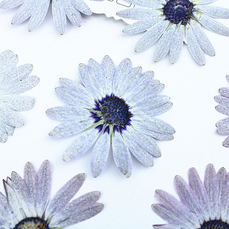 12 adet/4-6 cm, Premium Gri-Be - Dried Flower Bookmark incelemesi ve fiyatı