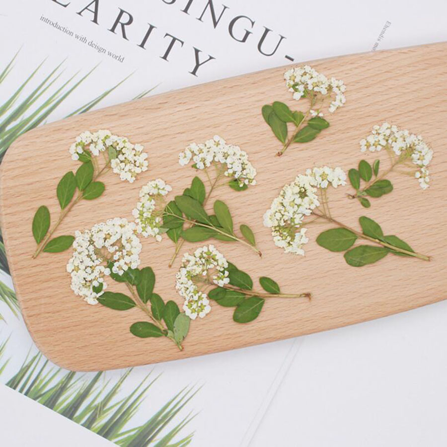 60X Kurutulmuş Preslenmiş Doğa - Dried Flower Bookmark incelemesi ve fiyatı