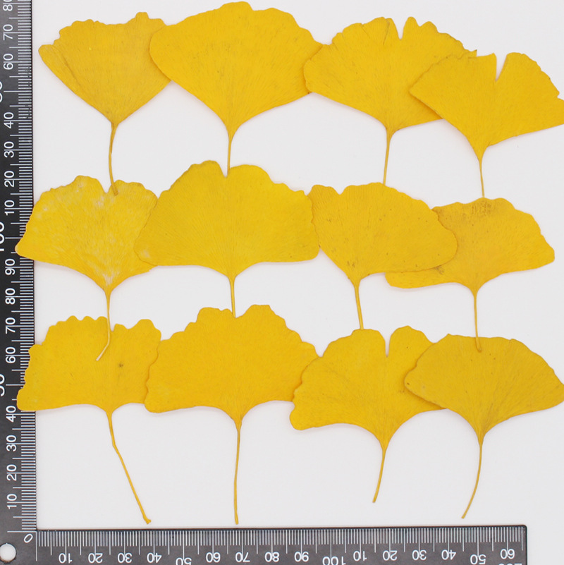 60 adet preslenmiş kurutulmuş  - Dried Flower Bookmark incelemesi ve fiyatı
